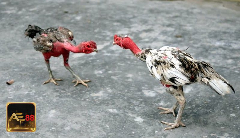 Đá gà tre - Tỷ lệ rõ ràng, thao tác dễ làm quen