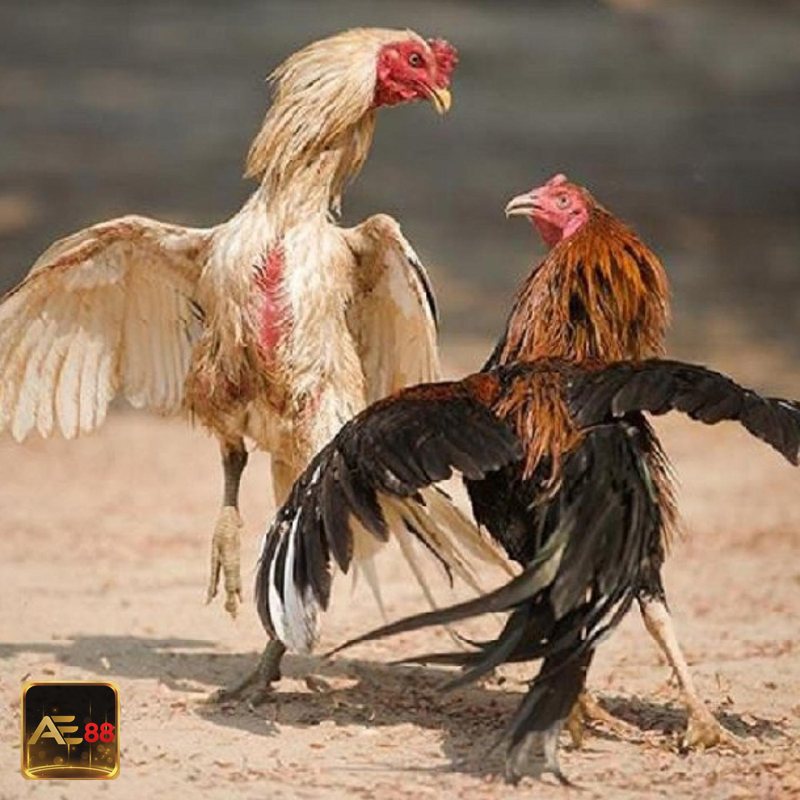 Đá gà đòn - Lối đánh thiên về đòn và thế